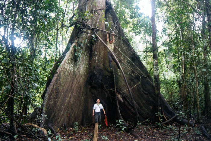 Một cây gỗ khổng lồ trong rừng Amazon